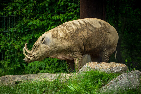 A full-body photograph of a babirusa, which means "pig-deer",  amidst the grass and behind the rocks
