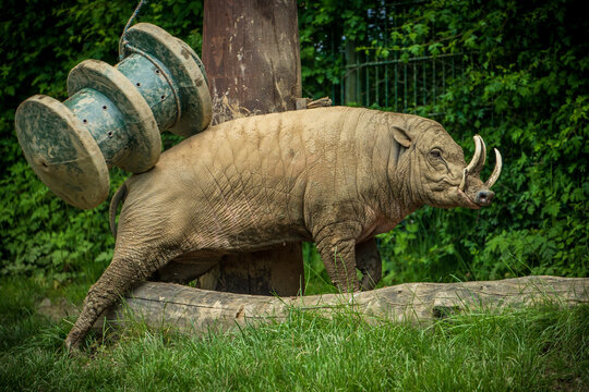 A full body shoot of a babirusa, which means "pig-deer", stood on a wooden platform in the grass, scratching its back with a toy plastic bucket 