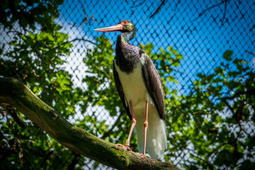 A telephoto close-up shoot of a Black Stork (Ciconia nigra) perched upon a branch, sunlight reflecting off its feathers in mesmerising rainbow hues.