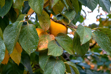 Ripe persimmons hanging on tree branch.