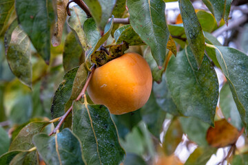 Ripe persimmons hanging on tree branch.