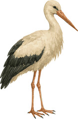 Vector realistic watercolor illustration of a stork