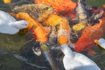 duck swims in a lake with big beautiful carp