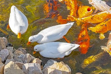 duck swims in a lake with big beautiful carp