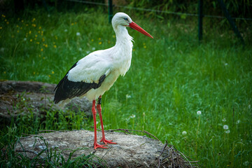 A close-up telephoto full bodyshot of a white stork (Ciconia ciconia) standing on a rock amidst the grass