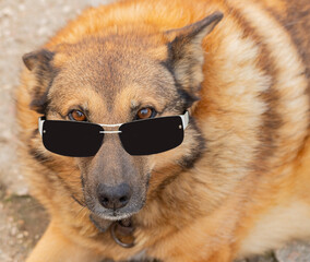 ginger dog wearing sunglasses