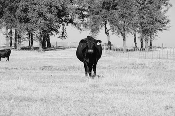 Black angus beef cow in rural Texas pasture field on ranch.