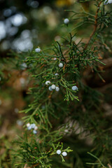 Evergreen branch with small brown berries.