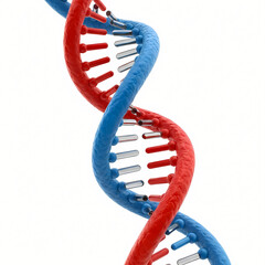 Vibrant 3D rendering of a DNA double helix structure with red and blue strands against a clean white background, representing genetic information.