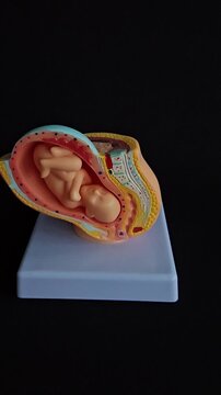 Educational model showcasing fetal development within the womb for anatomy learning purposes
