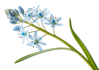 Delicate blue scilla flowers with green leaves and buds bloom on a stem, perfect for spring floral compositions and nature publications.