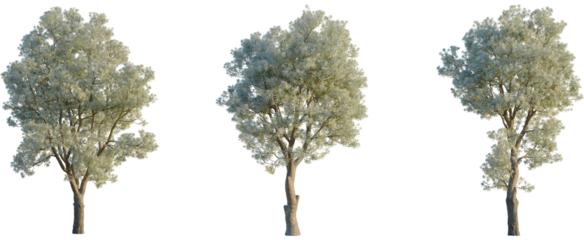 Banksia integrifolia tree, front view, cutout, transparent background, isolate, Three realistic 3D-rendered trees with lush green foliage against a white background.