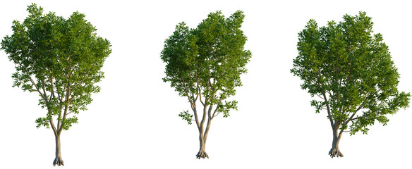 Fototapeta premium Cupaniopsis anacardioides tree, front view, cutout, transparent background, isolate, Three lush green trees with detailed foliage and roots, isolated on a transparent background.