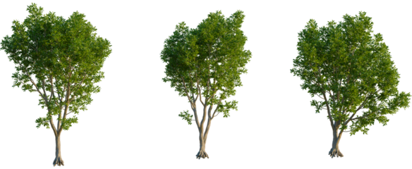 Cupaniopsis anacardioides tree, front view, cutout, transparent background, isolate, Three lush green trees with detailed foliage and roots, isolated on a transparent background.