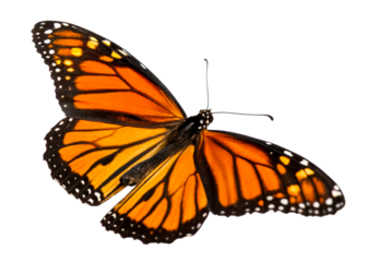 Vibrant Monarch butterfly showcasing detailed orange and black wings with white spots, perfect for nature, wildlife, and summer campaign visuals.
