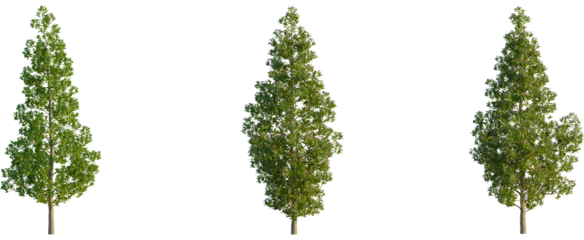Elaeocarpus eumundi tree, front view, cutout, transparent background, isolate, Three different types of trees with varying foliage density and color, isolated on a white background.