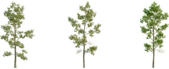 Obraz premium Elaeocarpus eumundi tree, front view, cutout, transparent background, isolate, Three isolated trees with varying foliage density on a transparent background.