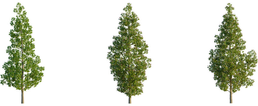 Elaeocarpus eumundi tree, front view, cutout, transparent background, isolate, Three different types of trees with varying foliage density and color, isolated on a white background.