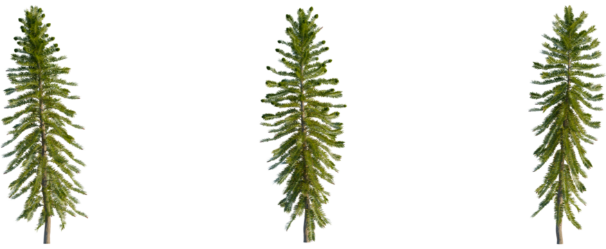 Wollemia nobilis tree, front view, cutout, transparent background, isolate, Three identical pine trees aligned in a row on a transparent background. - Powered by Adobe