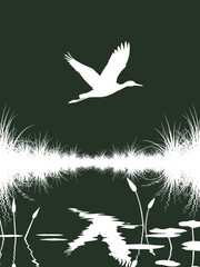 Obraz premium White bird flying over water with reflections and plants 