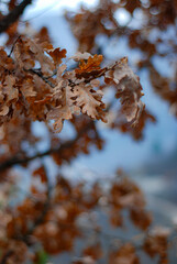 autumn in the forest