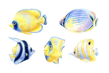 Fototapeta premium A set of five hand-drawn watercolor illustrations of vibrant tropical fish swimming in yellow and blue tones with graceful fins. Perfect for aquatic-themed designs, prints, and greeting cards.