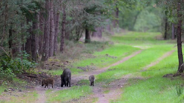 Wild boar sow crossing a forest path while another drinks from a puddle with two striped piglets with the sound of gunshots far away during the hunt. Sus scrofa, Loiret, r&eacute;gion Centre, France, Europe