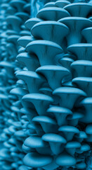 Obraz premium Close-up of blue oyster mushroom, forming dense cluster, symbolizing growth, abundance, and organic concept, good for food or healthy lifestyle
