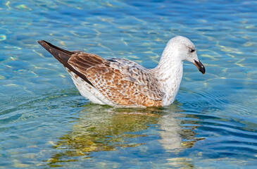 big beautiful seagull swims in the sea