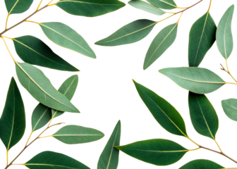 Fresh green eucalyptus leaves arranged as a natural border frame surrounding a central area suitable for wedding invitations and organic herbal product marketing layouts