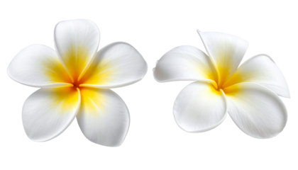 White and Yellow Frangipani Bloom with Soft Petal Gradient – Transparent Background