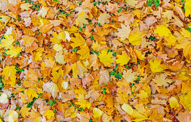 A lot of yellow fallen leaves