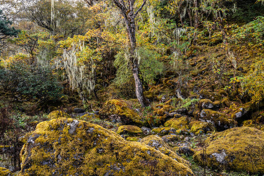 A fairy tile forest of moss-covered trees among rocks. Dingboche near Tengboche, Everest base camp trek, Nepal.