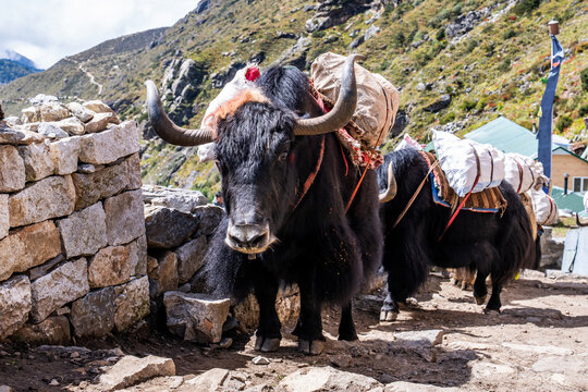 A caravan of heavily loaded yaks passes through the village. Everest base camp trek, Nepal.