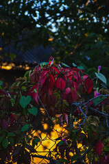 red and yellow leaves © Veronika