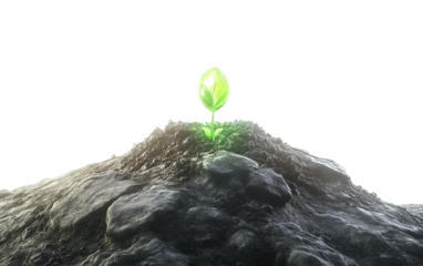 A small green sprout emerging from the soil showing the beginning of new plant growth in a natural environment