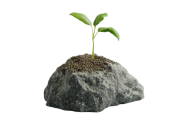 A delicate plant sprout emerging from the ground capturing the moment of fresh life beginning in nature