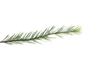 Detailed view of a pine needle with clear texture and crisp lines showing the beauty of natural forest elements