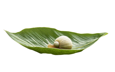 Closeup view of a tiny snail sitting on a bright green leaf highlighting its shell patterns and gentle natural environment