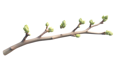 A detailed image of a small twig with emerging green buds representing early spring growth and natural freshness