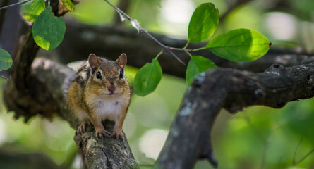 Curious Chipmunk on a Mossy Forest Branch
