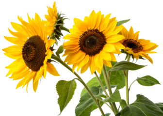 Vibrant sunflowers with striking yellow petals and dark centers bloom on fuzzy green stems against a plain background, ideal for summer promotions and agricultural themes.