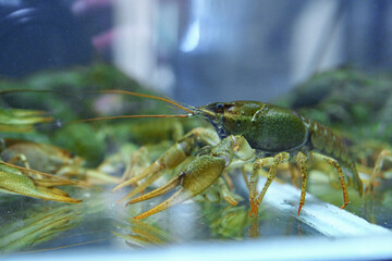 Crawfish displayed in a tank at a seafood market in the afternoon light during a busy weekend