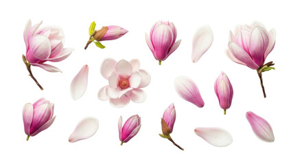 Fototapeta premium Collection of beautiful magnolia flowers and petals arranged artistically on a transparent background, showcasing delicate textures and vibrant colors. Isolated on transparent background.