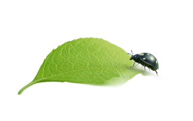 Detailed shot of a small insect sitting on a leaf emphasizing natural patterns and the beauty of tiny wildlife