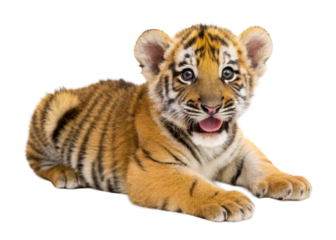 Adorable tiger cub resting with its mouth open, perfect for wildlife campaigns, conservation awareness, and naturethemed content.