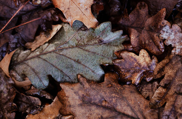 Wet oak leaves in various autumn tones lying on forest ground