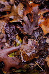 Wet oak leaves on forest floor in autumn with rich earthy tones