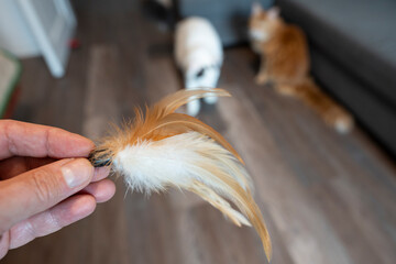 Feather Cat Toy with Two Cats in the Background © Show_low