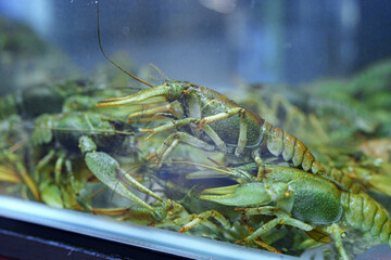 Freshwater crustaceans in a tank at a seafood market during the afternoon hours